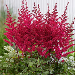 ASTILBE CHINENSIS - VISIONS  VOLCANO