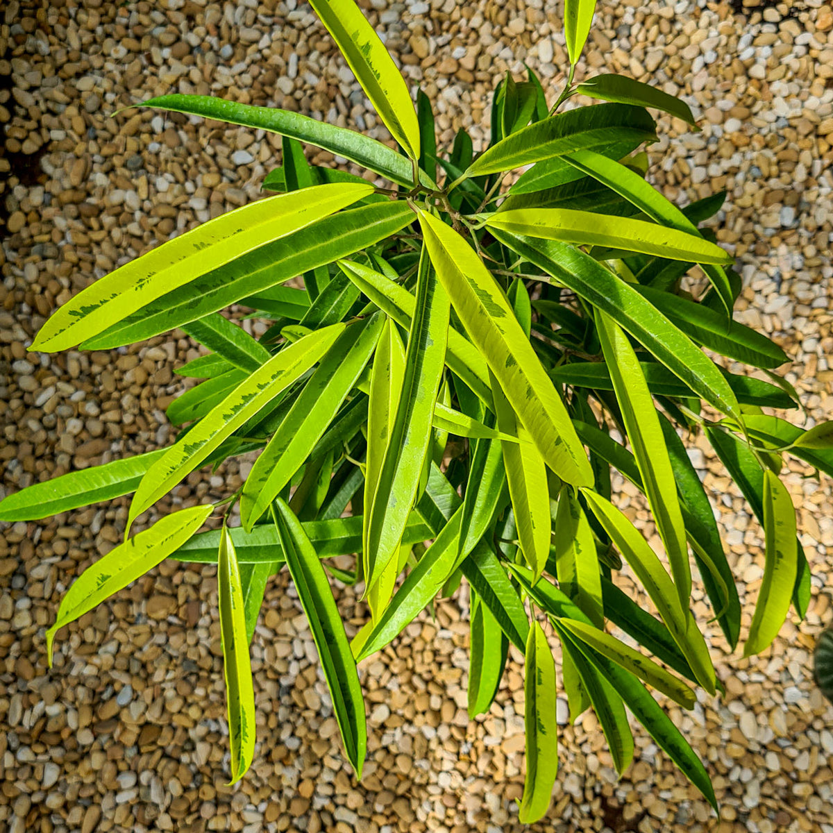 Ficus Alii Variegata (Ficus maclellandii) | Entre Raízes Botânica