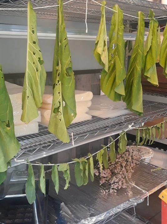 Drying Tobacco