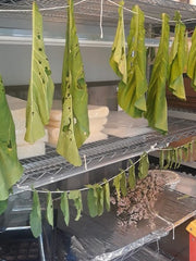 Drying Tobacco