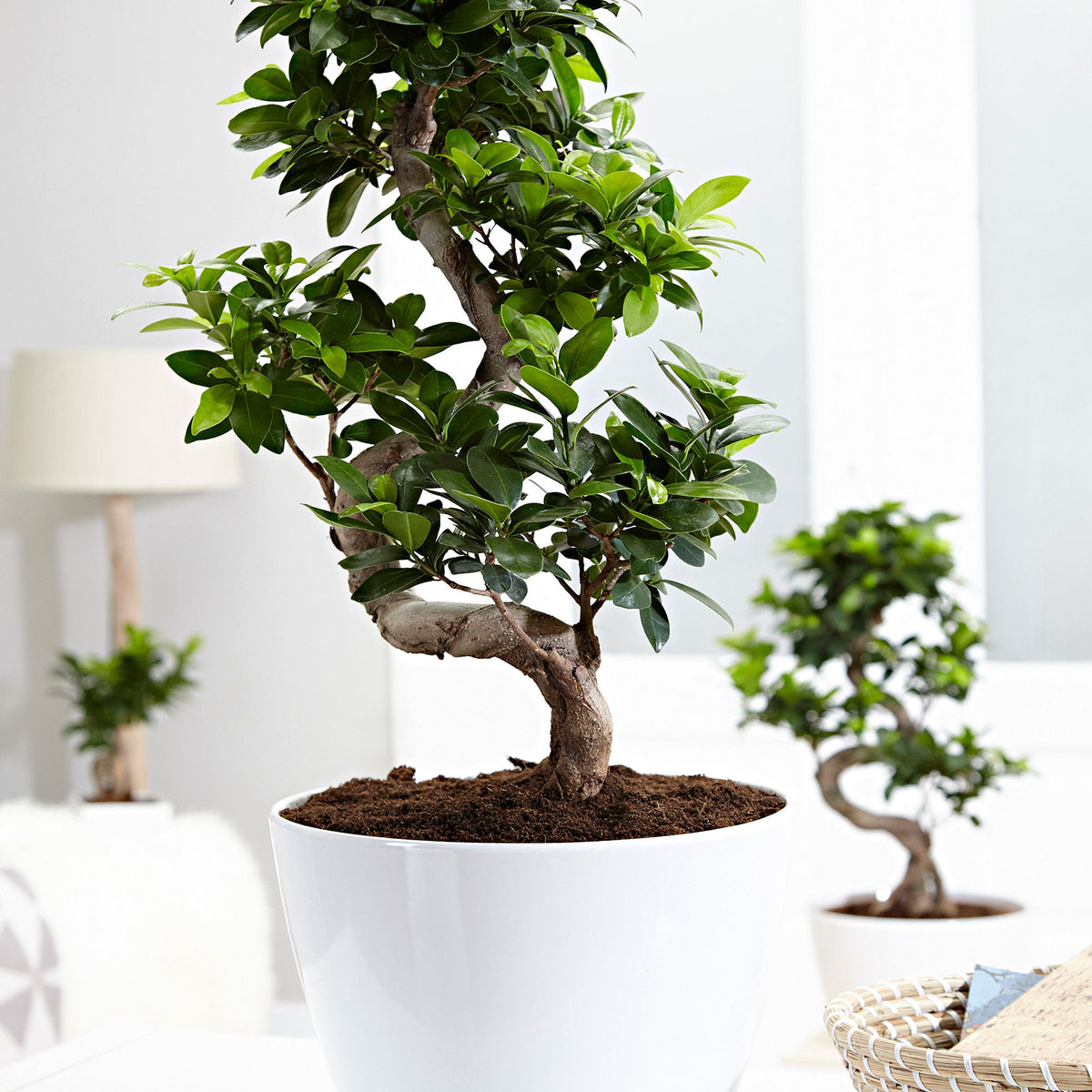 Bonsai Ficus 'Ginseng' S-Form XL inkl. Ziertopf, weiß