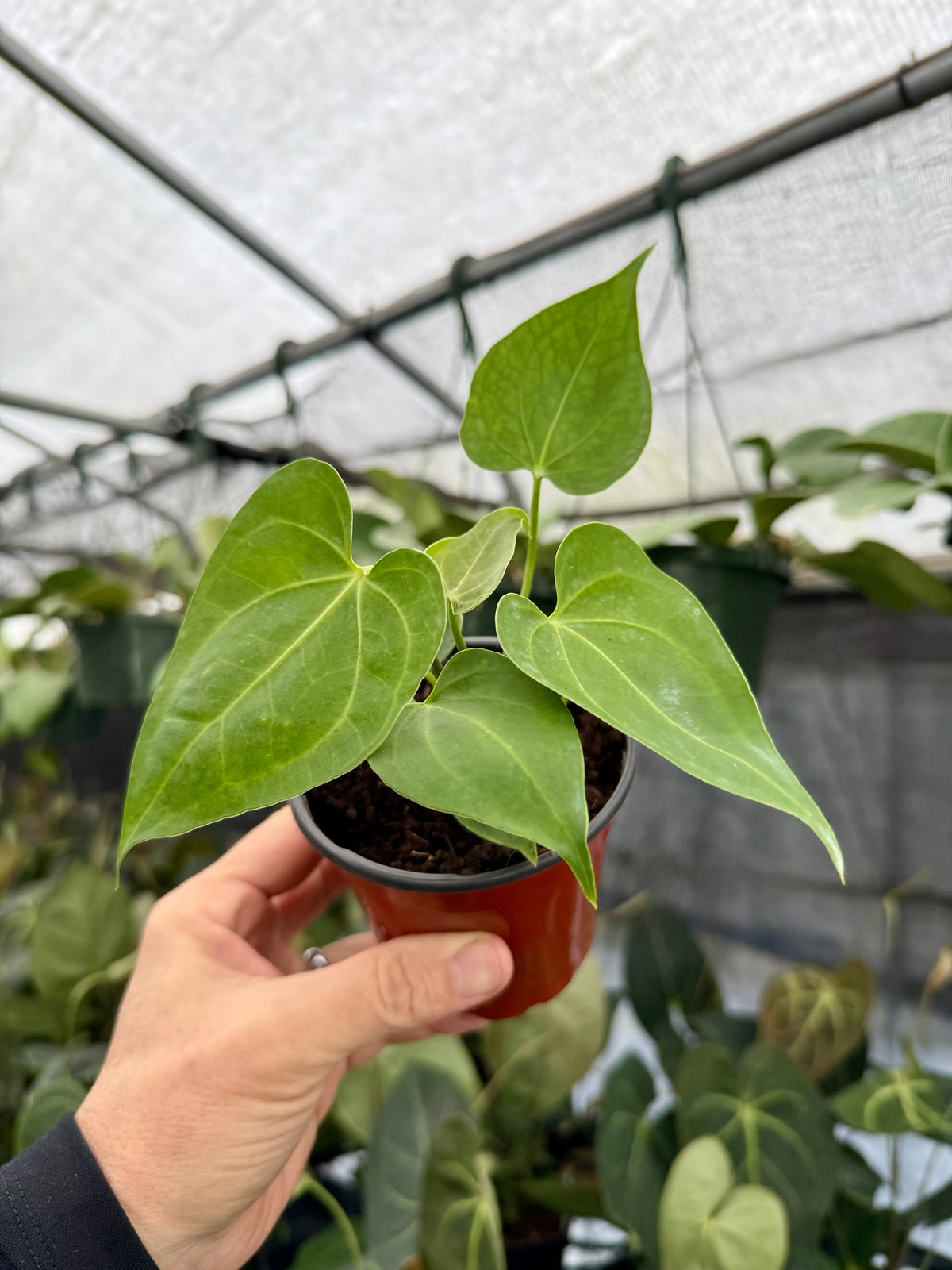 4" Anthurium clarinervium Canopy Plant Co.