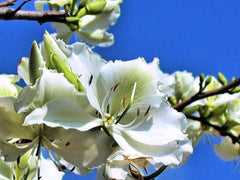 White Orchid Tree Bauhinia variegata 20 Seeds