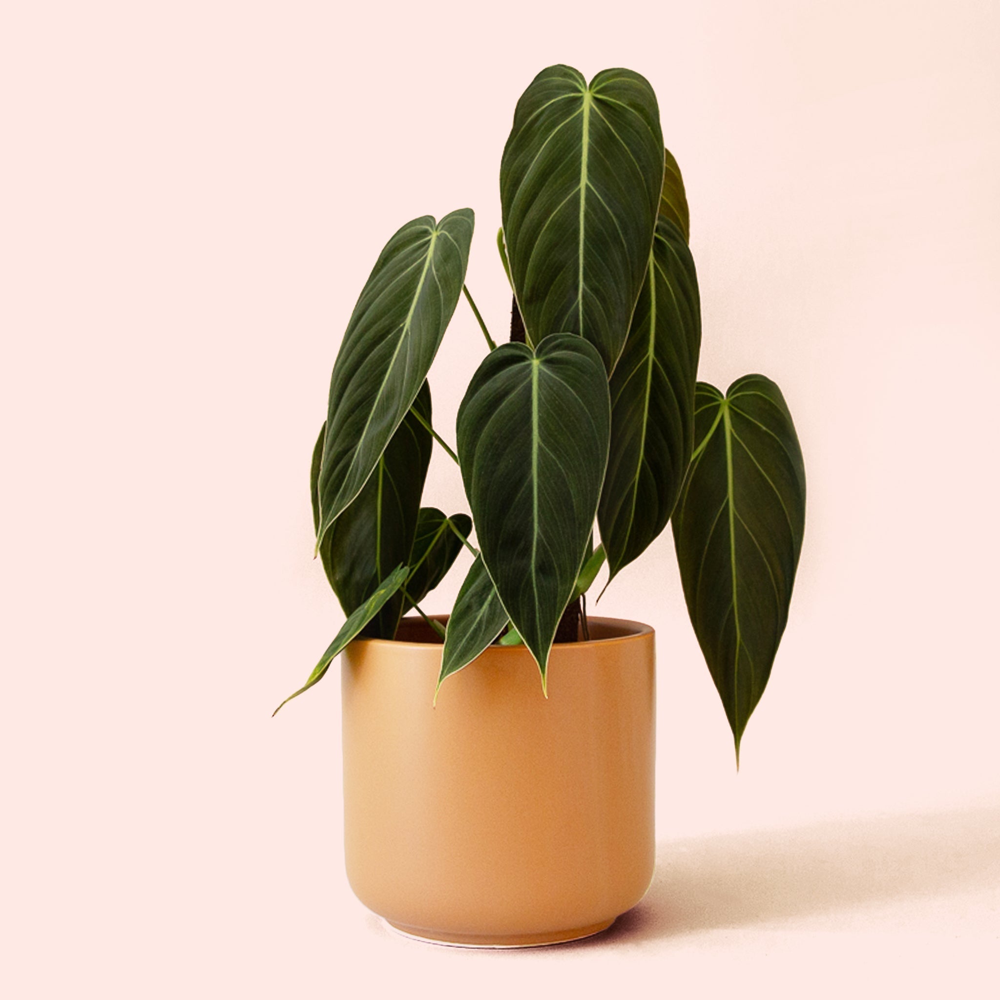 Philodendron | Melanochrysum