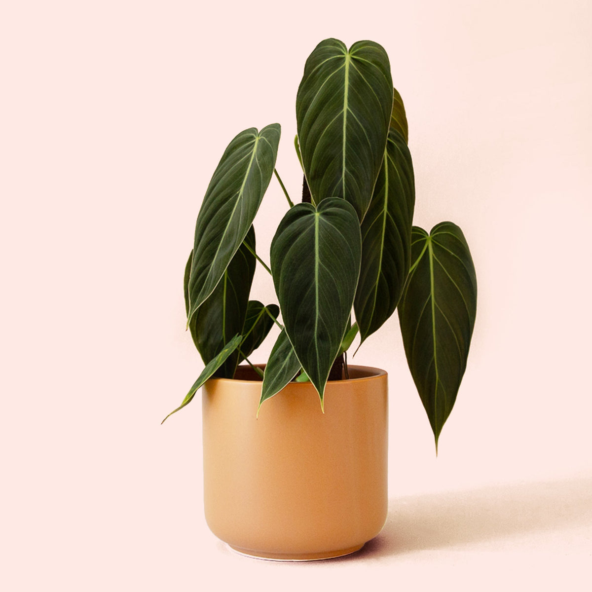 Philodendron | Melanochrysum