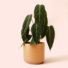 Philodendron | Melanochrysum