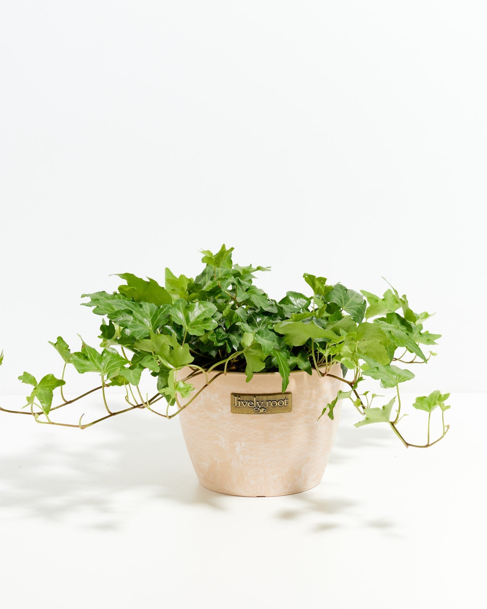 English Ivy Plant (Hedera helix) in beige pot - Lush trailing green ivy foliage, classic easy care houseplant