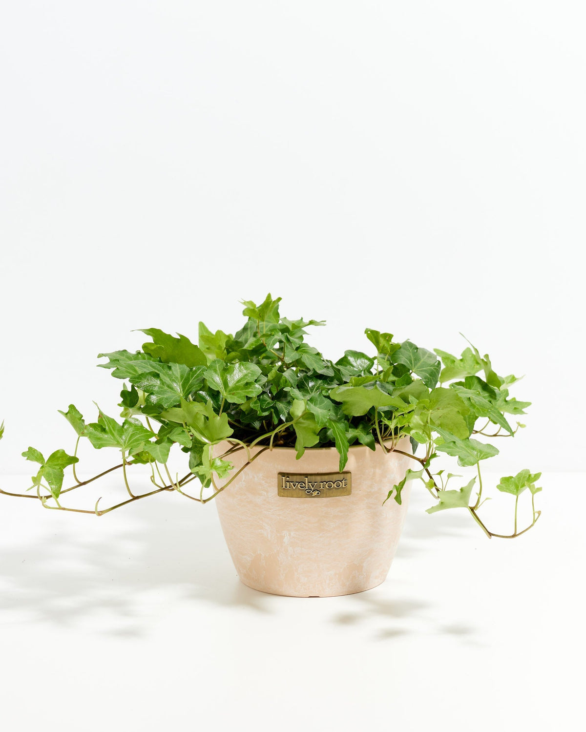 English Ivy Plant (Hedera helix) in beige pot - Lush trailing green ivy foliage, classic easy care houseplant