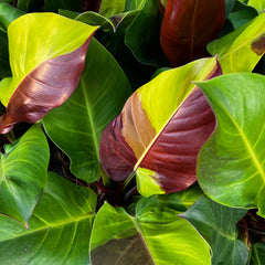 Philodendron Red Moon variegated