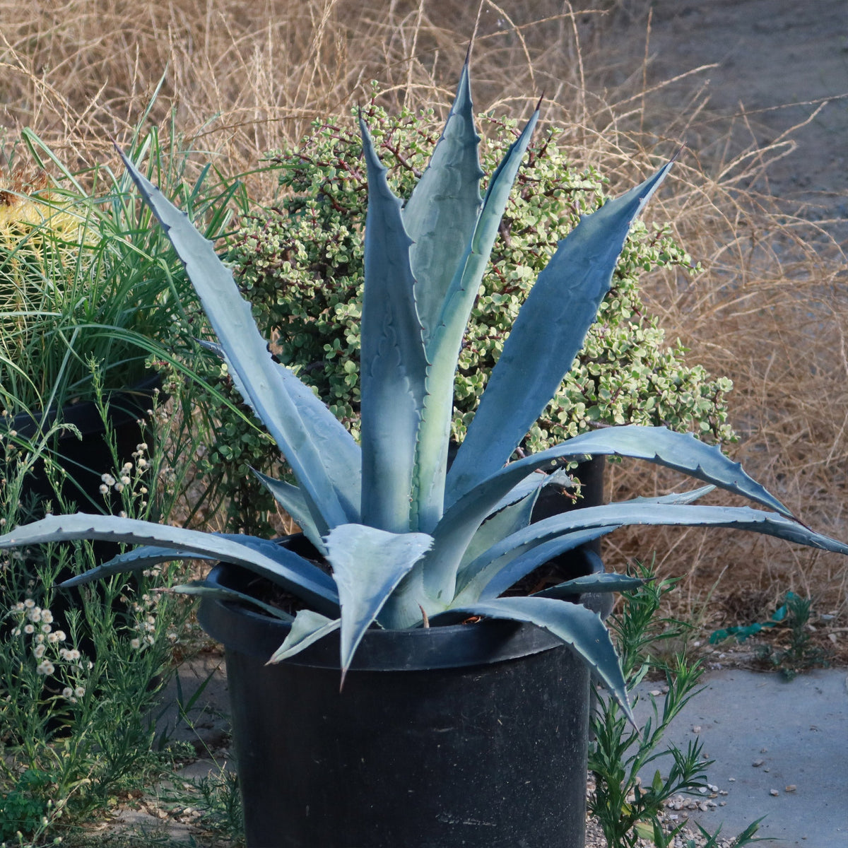 The Century Plant (Agave Americana), a large spiky succulent with blue-green leaves, in a black pot among other outdoor potted plants.