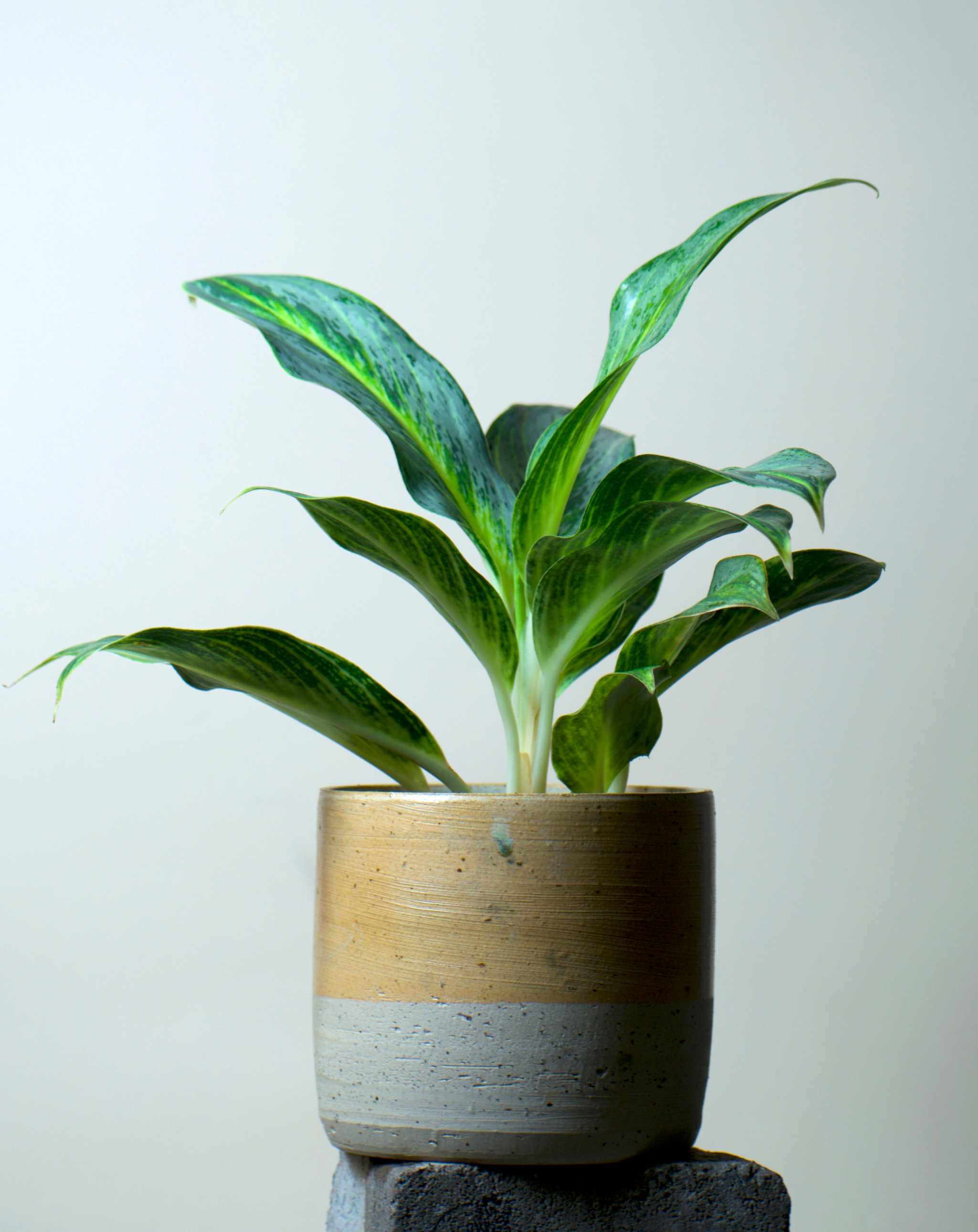 Aglaonema 'Emerald Stone'