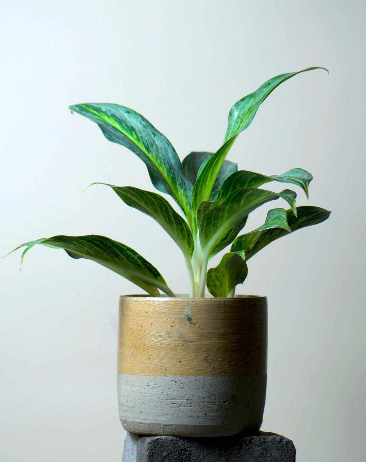 Aglaonema 'Emerald Stone'
