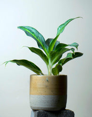 Aglaonema 'Emerald Stone'