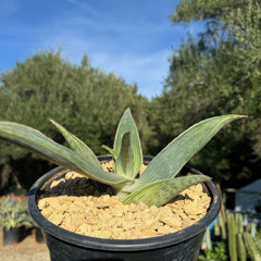 Close-up of Aloe karasbergensis, a fast-growing succulent with thick green striped leaves in light gravel, outdoors in a black pot.