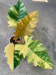 Philodendron Caramel Marble Variegata - 30-day delivery