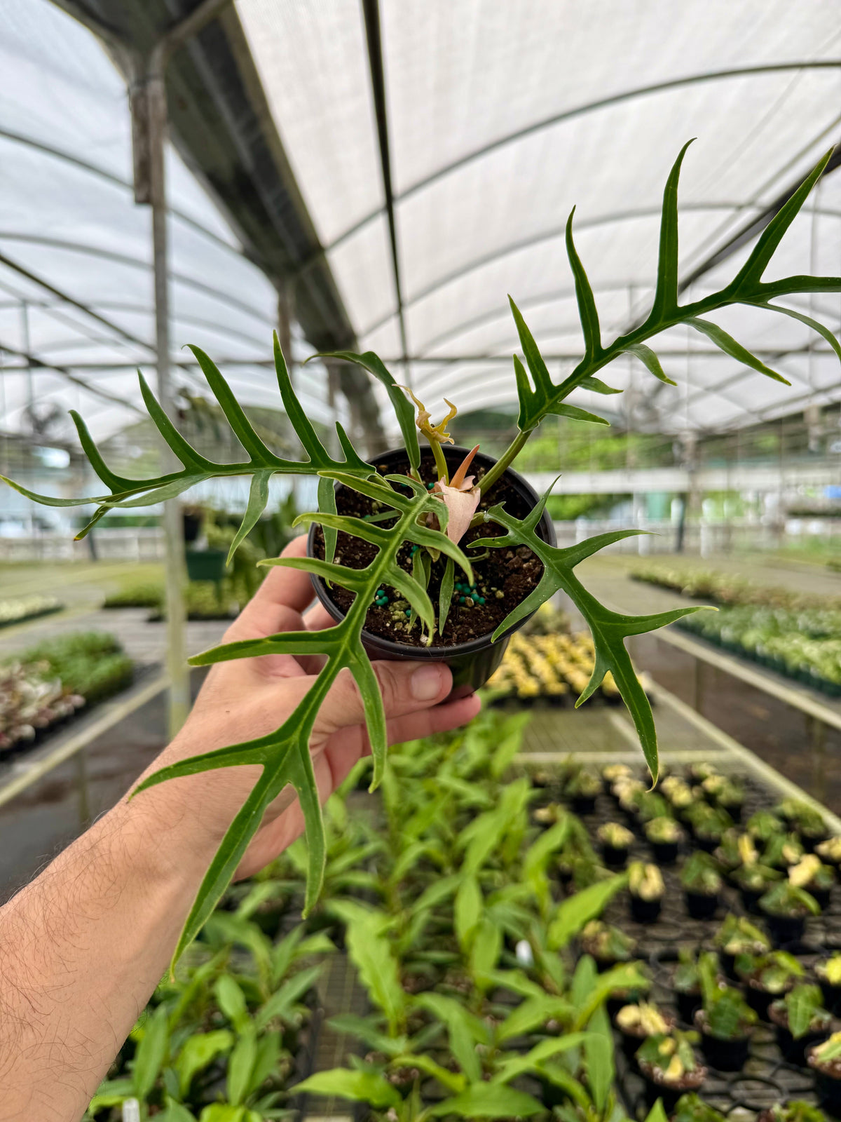 4” Philodendron tortum