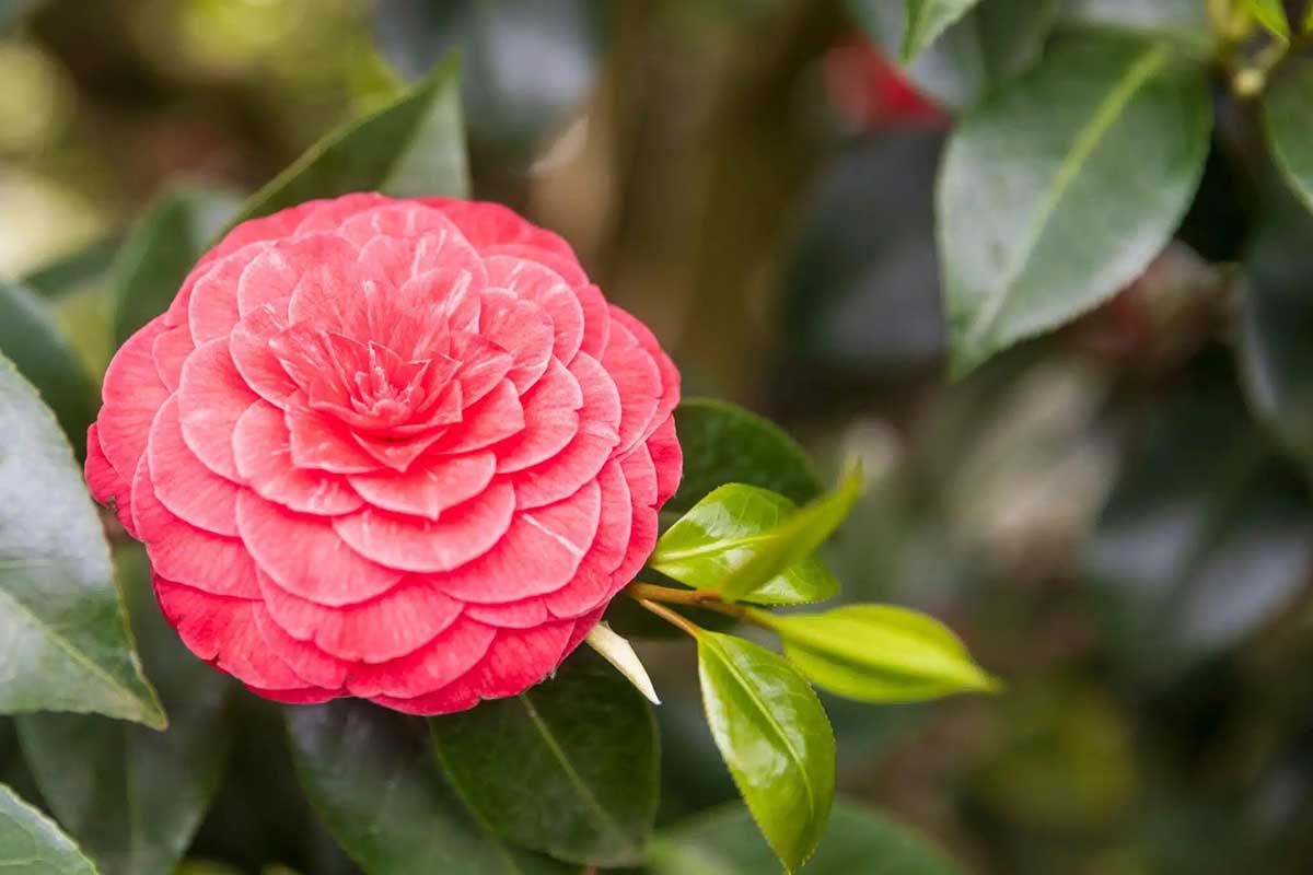 Camellia 'Princess Baciocchi'