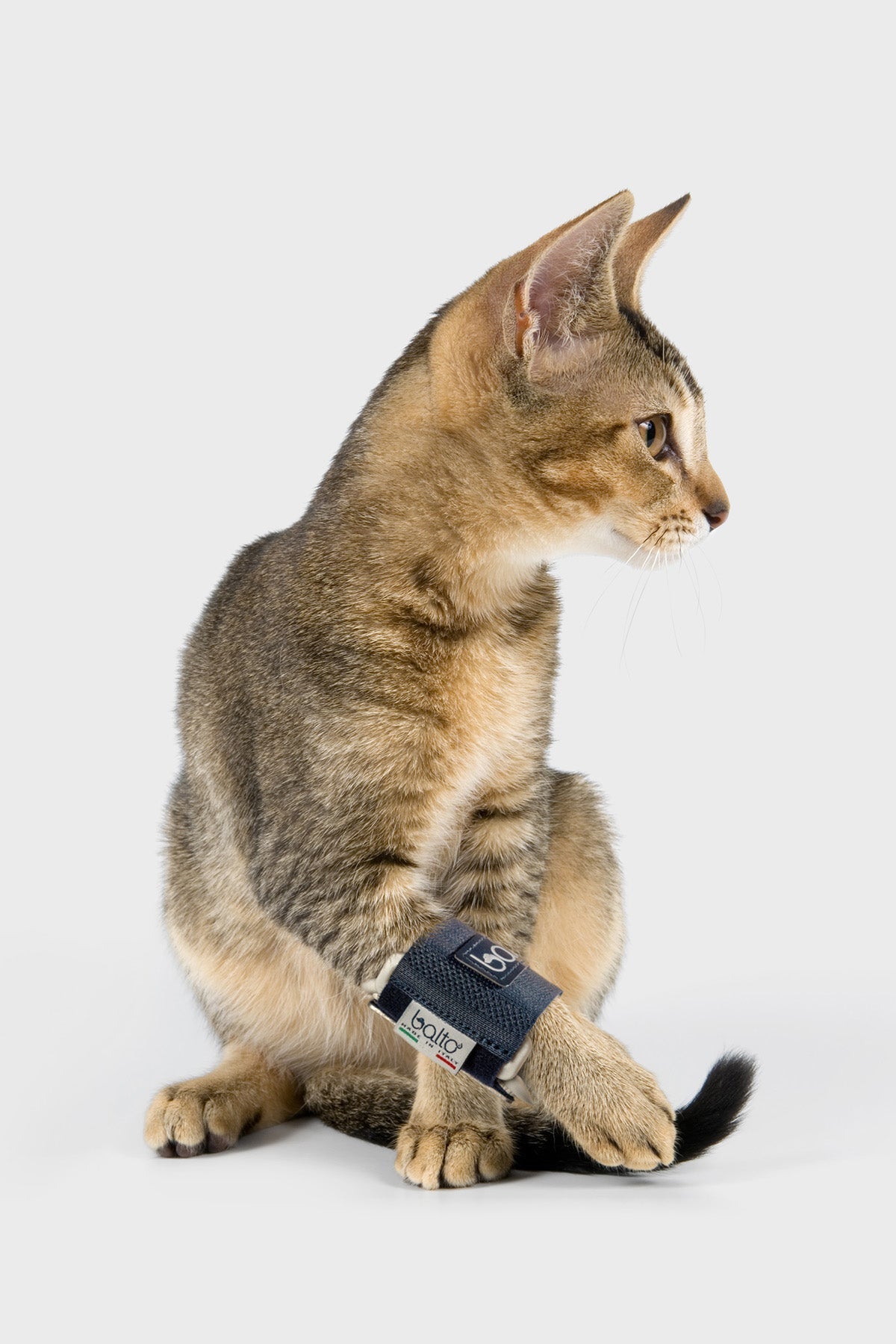 balto uk brace for felines