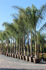 Queen Palm - Cocos plumosa