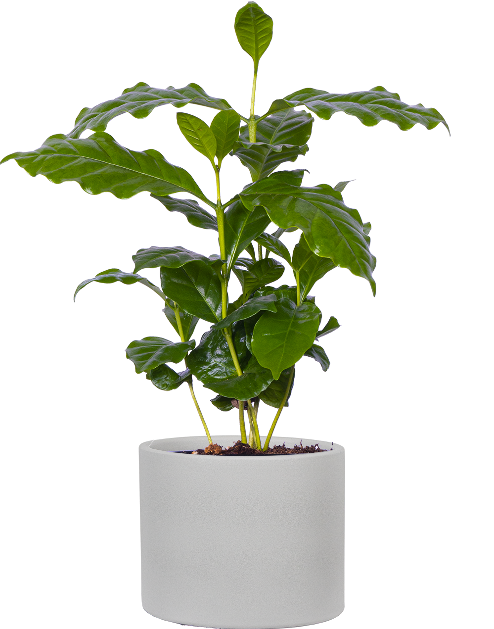 Coffea Arabica | Coffee Plant (S)