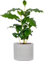 Coffea Arabica | Coffee Plant (S)