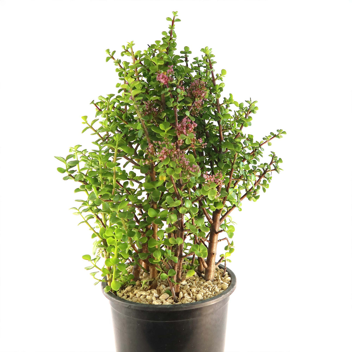 Elephant Bush (Portulacaria afra) in a black plastic pot, thick green leaves, woody stems, and clusters of small pinkish-purple flowers.