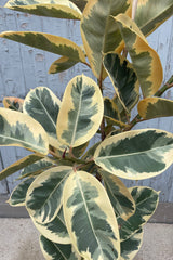 Close up photo of variegated leaves of Ficus elastica tieneke with cream, white, green leaves against a gray wall. ©Sprout Home