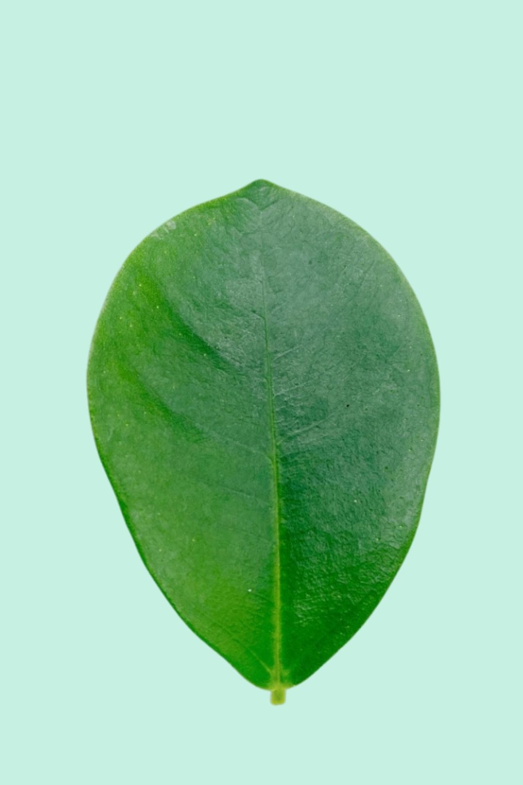 Ficus microcarpa 'ginseng'
