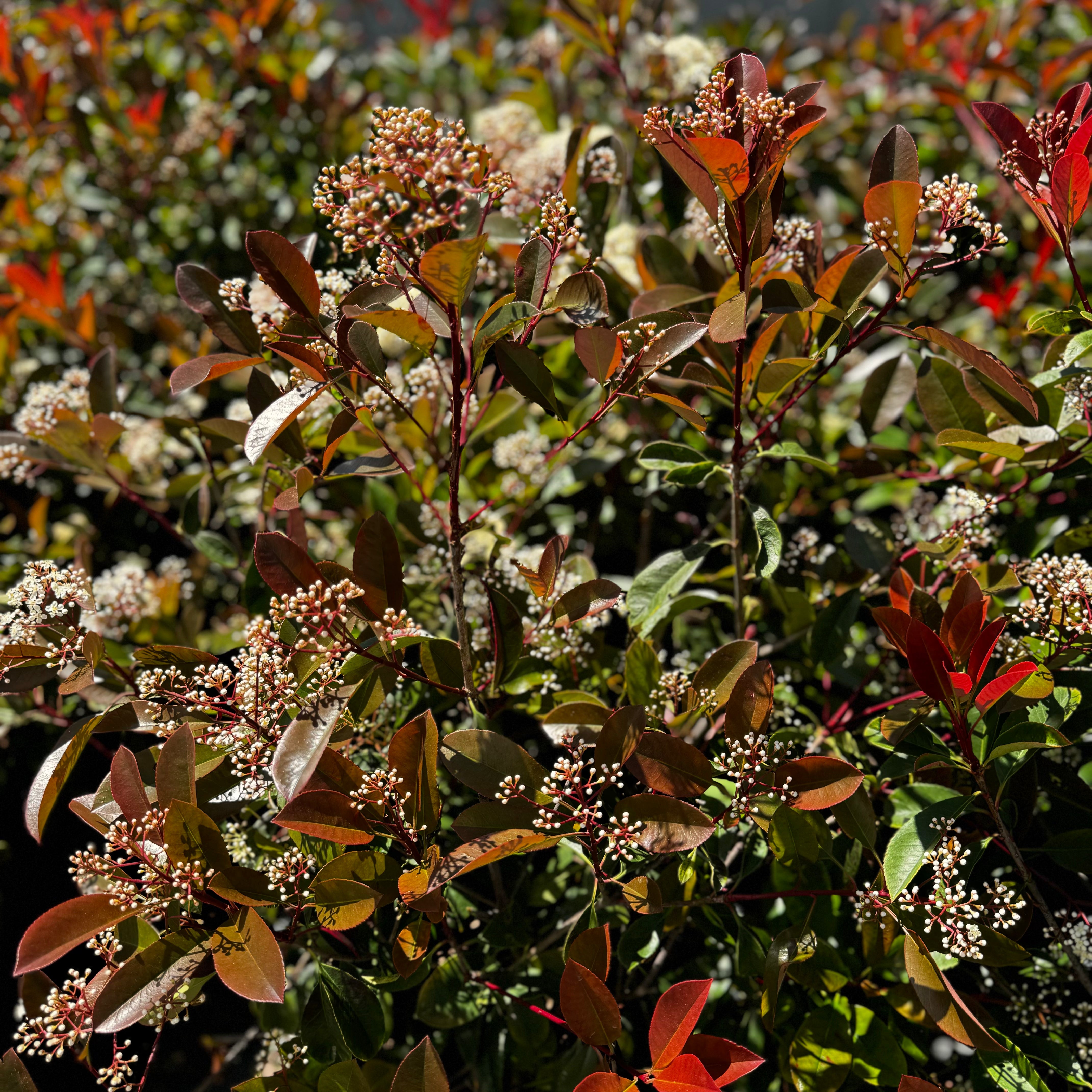 Red-Tip Photinia - C&J Gardening Center