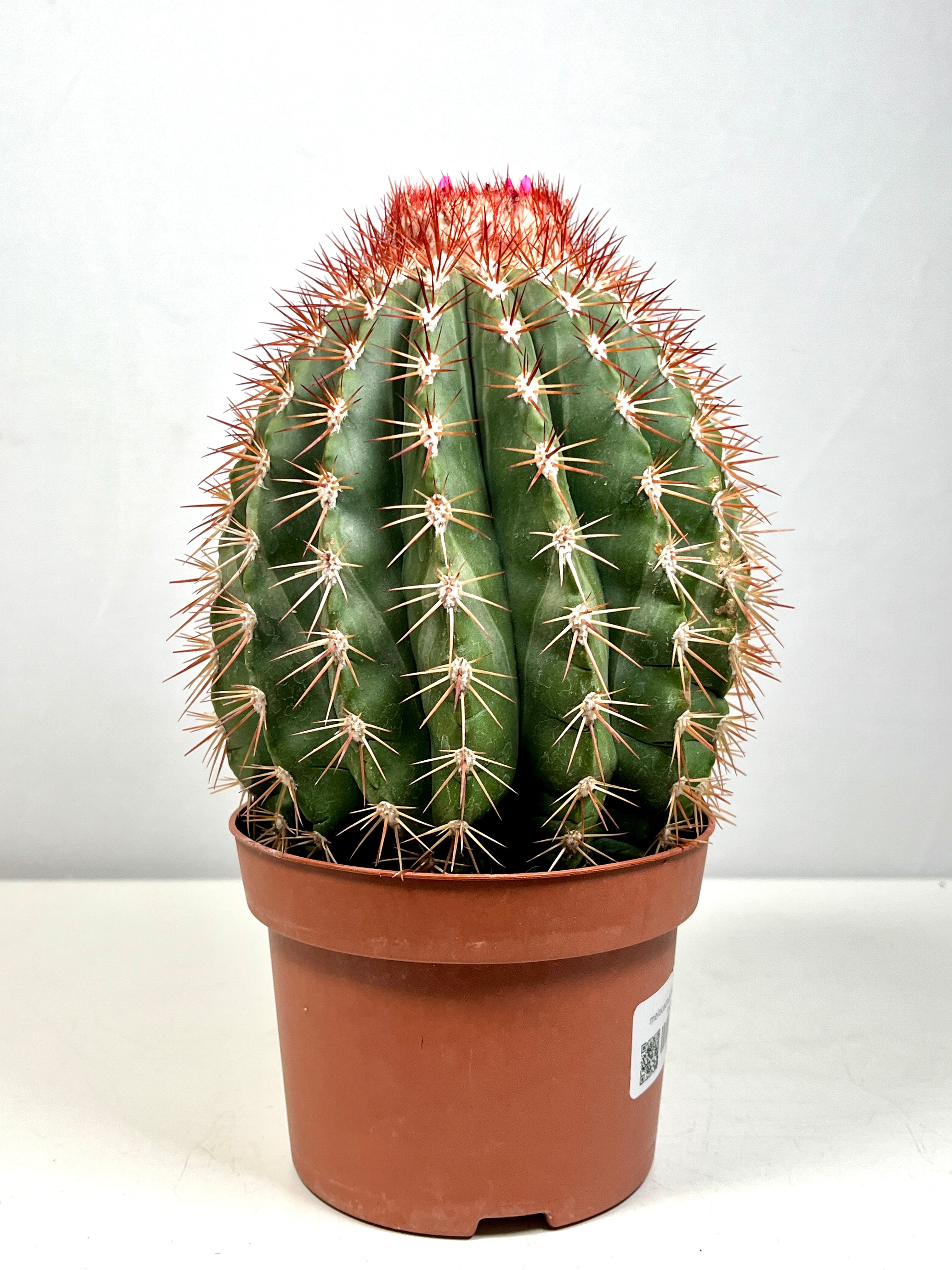 Melocactus Broadwaii - Melon Cactus