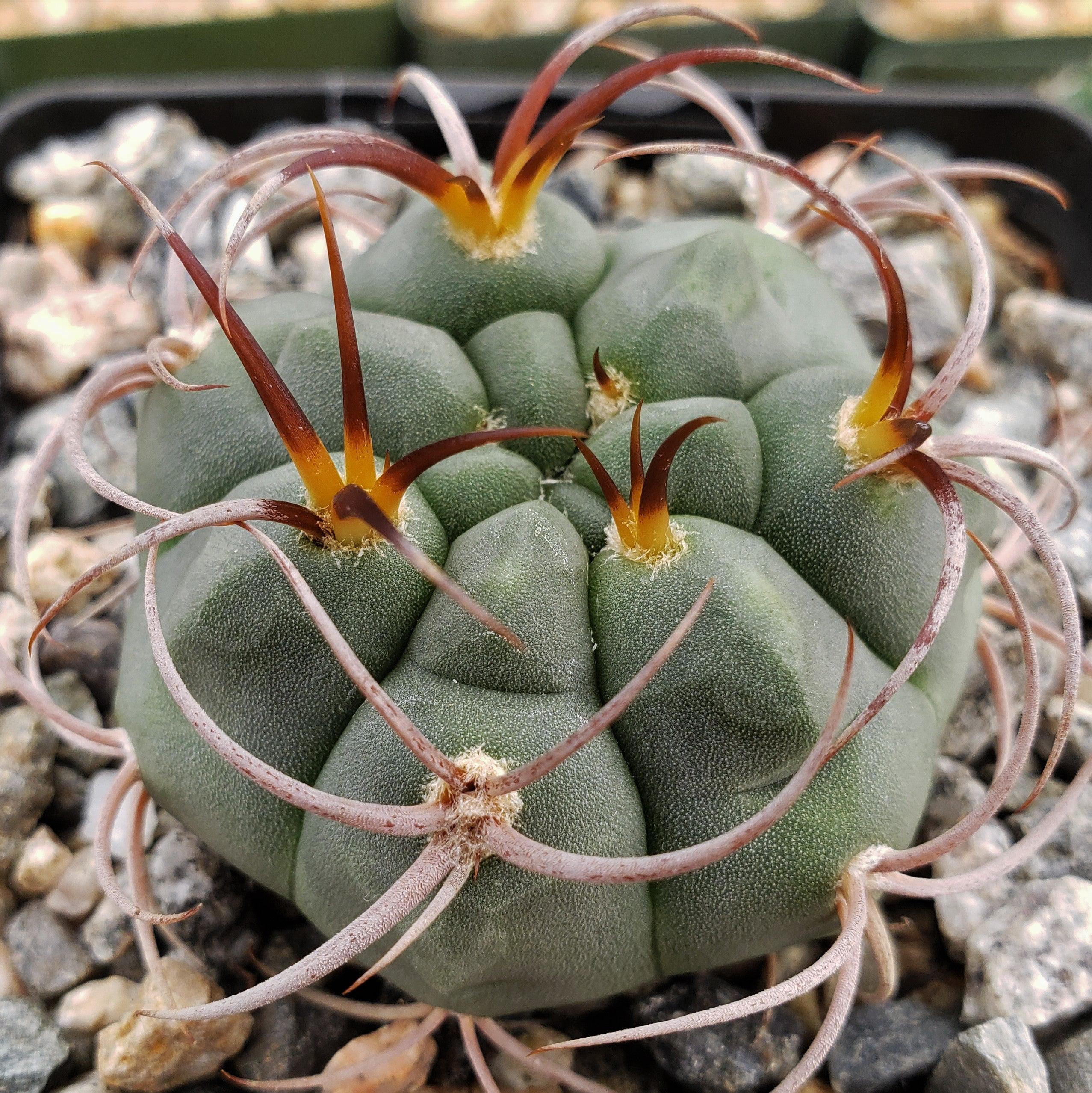 Close-up top view of Gymnocalycium tillianum cactus showing rounded green tubercles and long curved brown spines with yellow bases on gravel