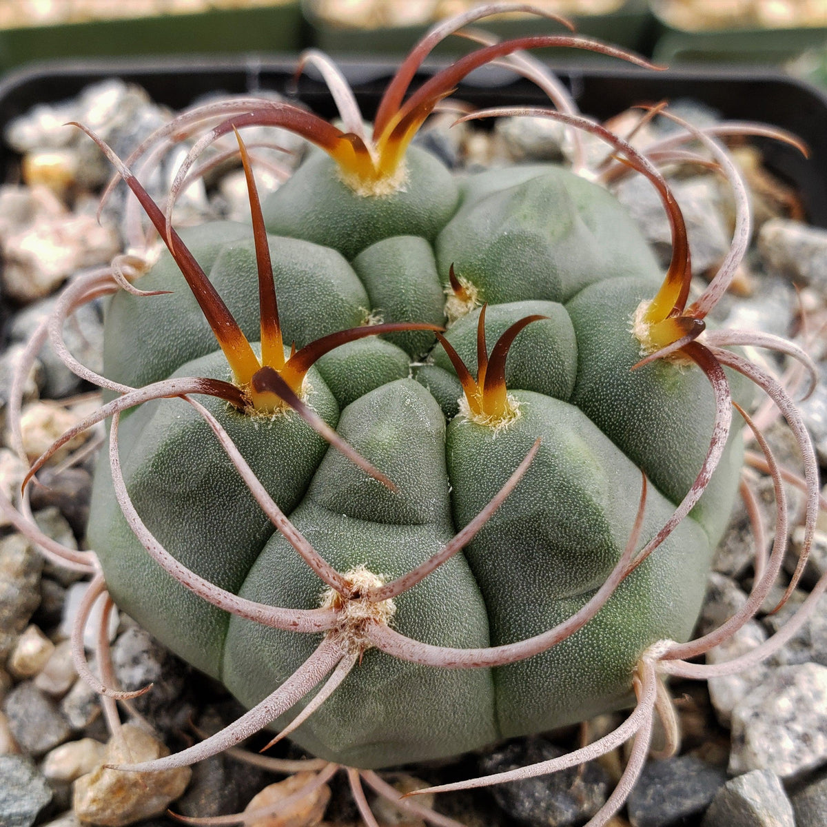 Close-up top view of Gymnocalycium tillianum cactus showing rounded green tubercles and long curved brown spines with yellow bases on gravel