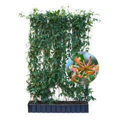 Hecke am laufenden Meter® mit Lonicera Henryi, Produktabbildung mit Blüte