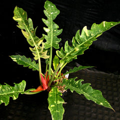 Philodendron Ring Of Fire with green leaves mottled yellow and a burning orange new leaf against a black background