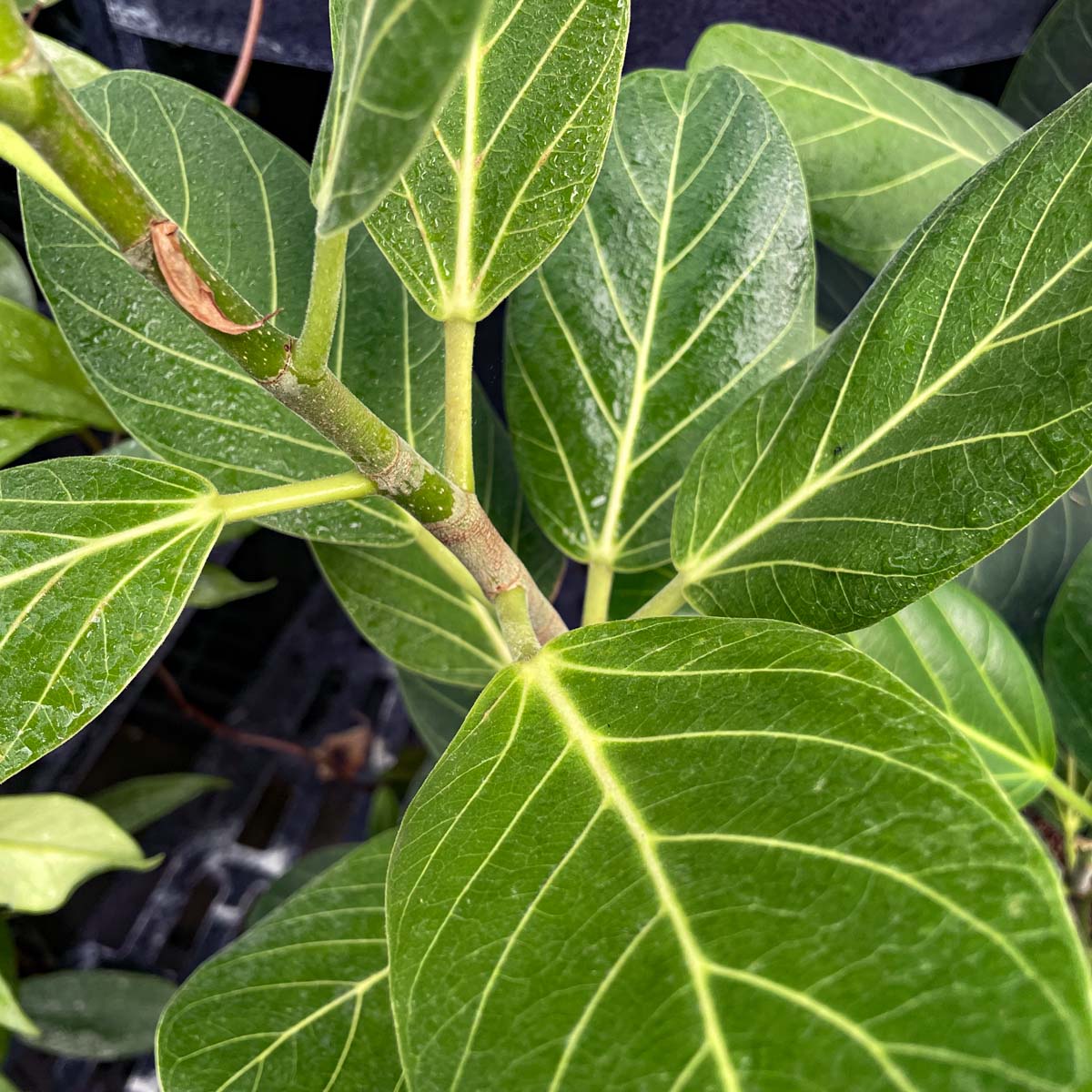 Ficus 'Audrey'