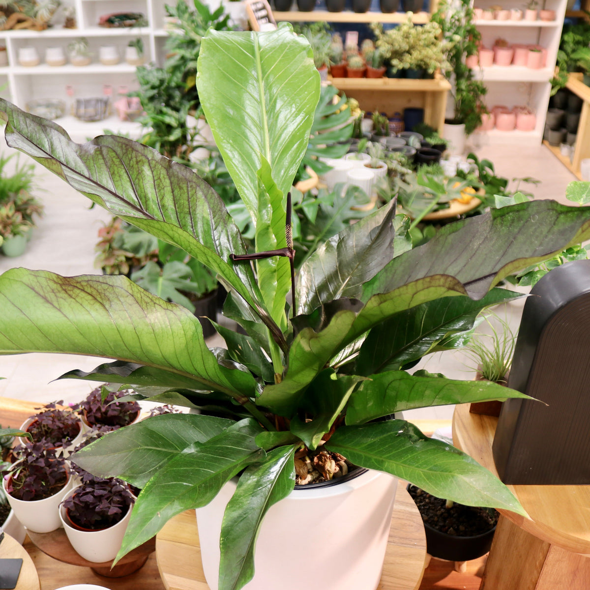 Anthurium 'Big Red Bird'