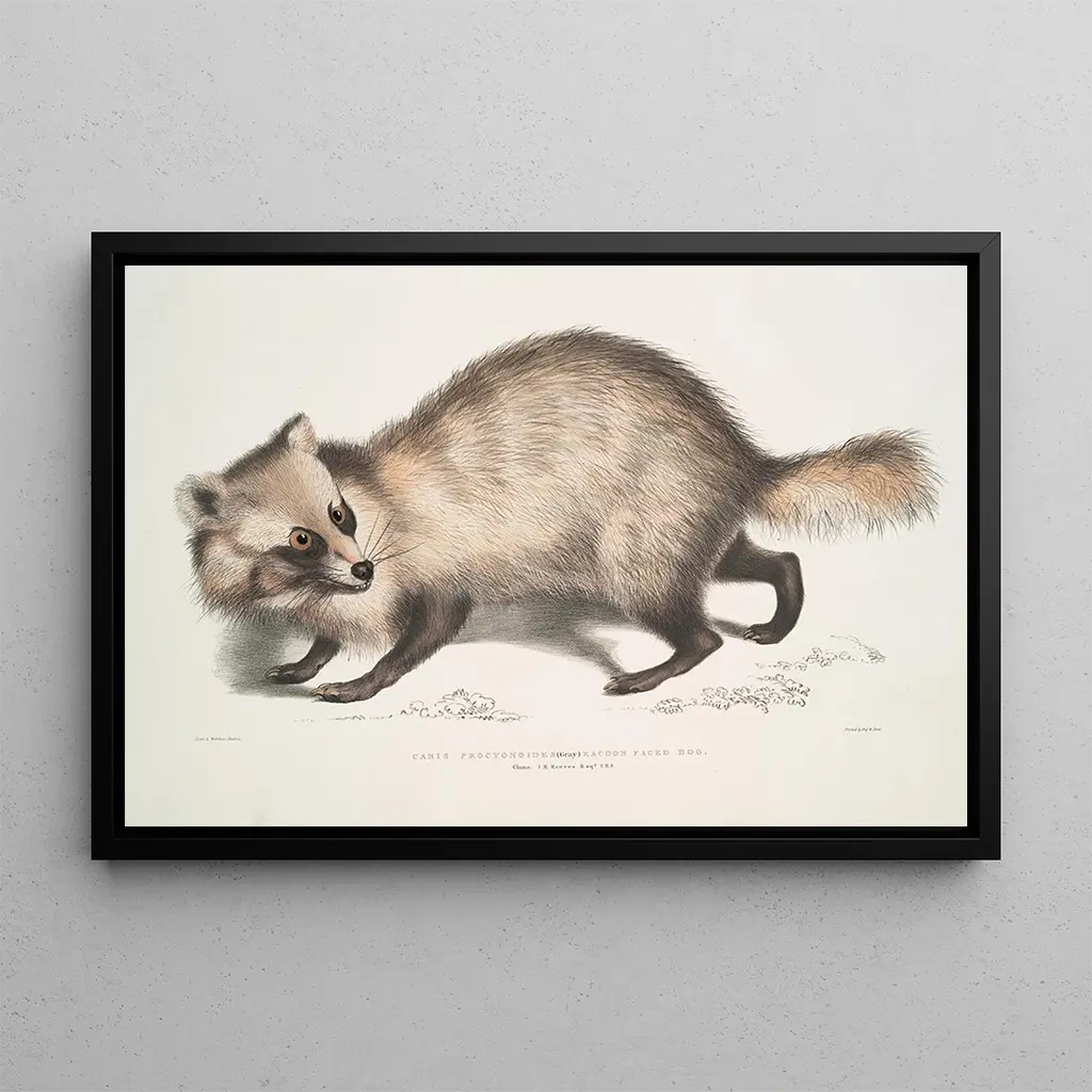 John Edward Gray - Racoonfaced Dog Canis procyonoides China.webp