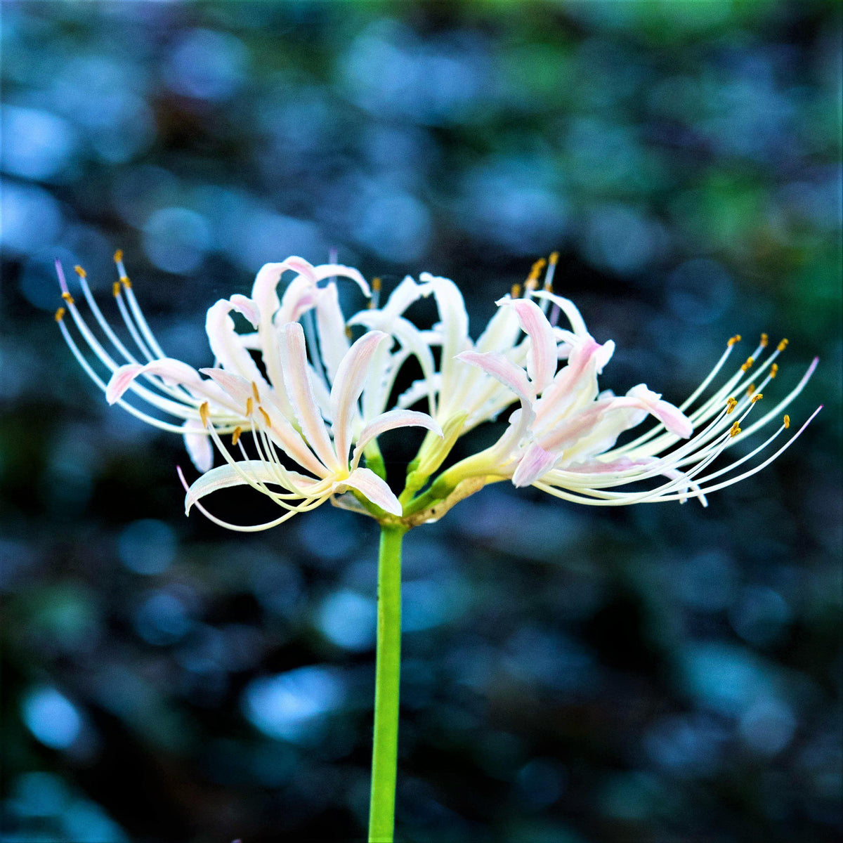 White Lycoris Flower
