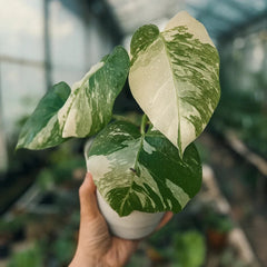 Monstera Albo Variegata - AroidHouse