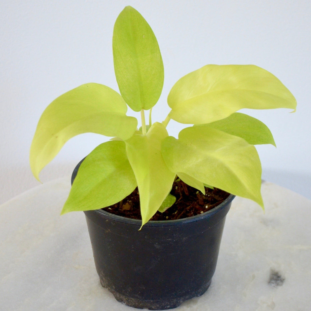 Lemon Lime Houseplant 6"