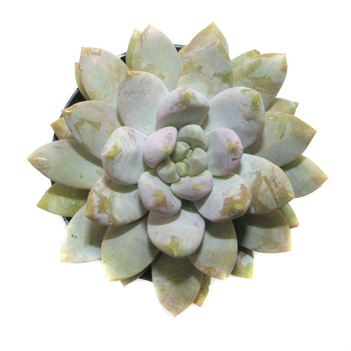 Sedeveria Lilac Mist - Lazy Gardens