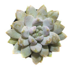 Sedeveria Lilac Mist - Lazy Gardens