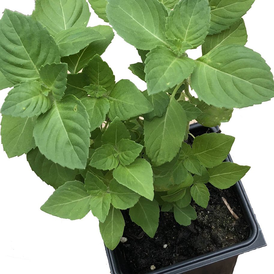 The Holy Basil Live Plant (Ocimum tenuiflorum) by Smoke Camp Crafts comes in a 2.5-inch pot, featuring sweet-scented green leaves. This organic medicinal herb, also known as Tulsi, is an annual temperate basil.