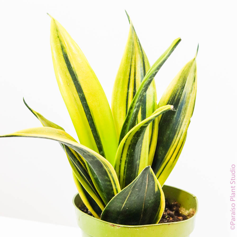 6in Sansevieria Golden Flame