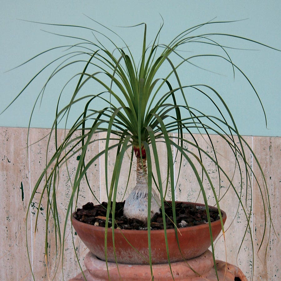 Ponytail Palm Seeds