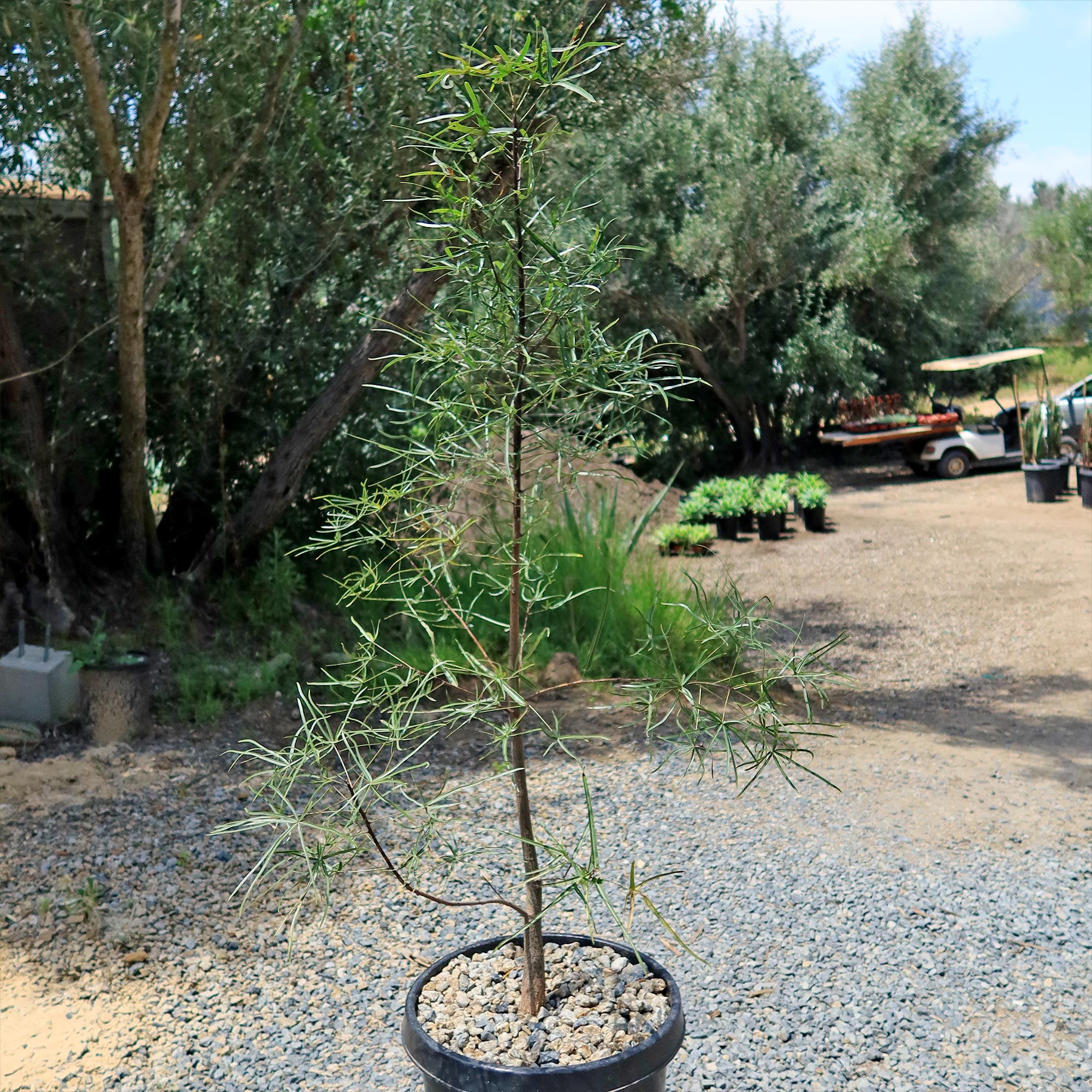 A young Queensland Bottle Tree with slender leaves in a black gravel-filled pot, displayed in a nursery among other plants and trees.