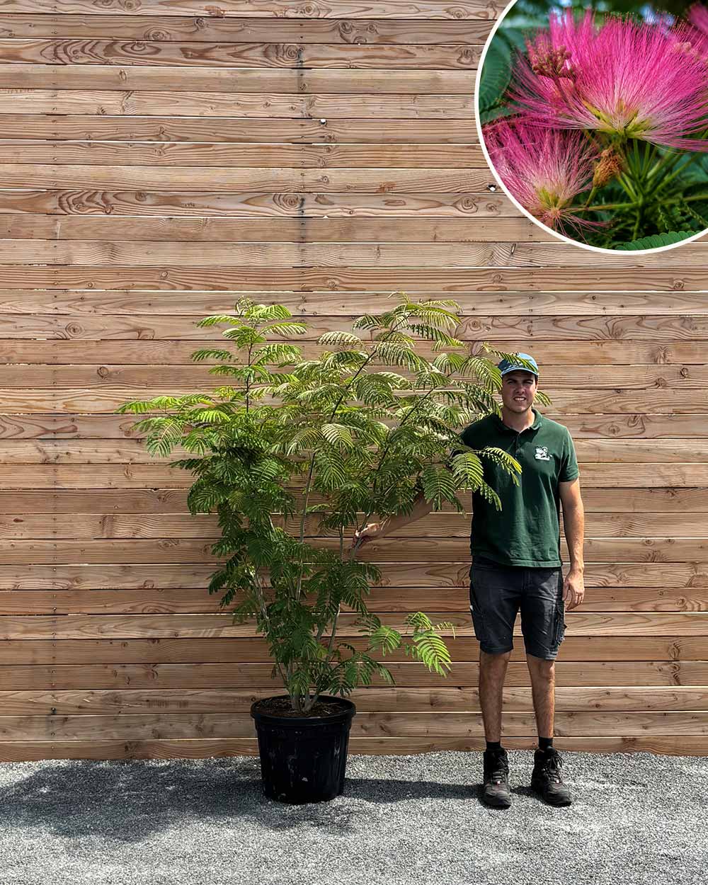 Seidenbaum – Albizia julibrissin (Mehrstämmig)