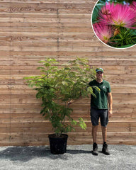 Seidenbaum – Albizia julibrissin (Mehrstämmig)