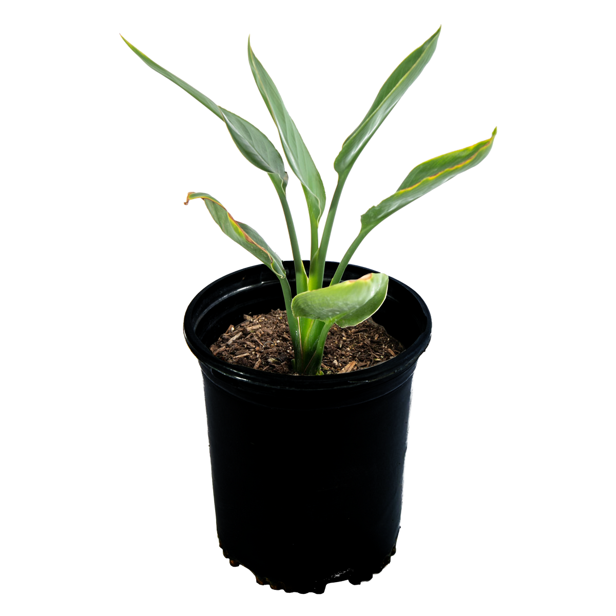 High-angle view of Strelitzia reginae, displaying lush, upright green leaves and iconic orange and blue bird-like flowers emerging gracefully above the foliage.