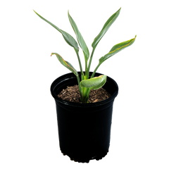 High-angle view of Strelitzia reginae, displaying lush, upright green leaves and iconic orange and blue bird-like flowers emerging gracefully above the foliage.